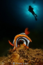 Nudi and diver
double exposure by Yoav Lavi 